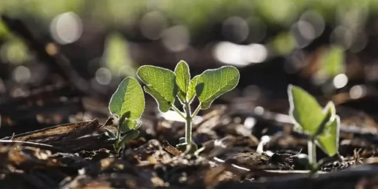Proposta cria caminhos para reconhecer e incorporar novas técnicas de melhoramento genético — Foto: Jonathan Campos/AEN