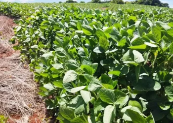 Fazenda Consentini, com dívida de R$ 1,2 bi, plantava soja e outros grãos — Foto: Marcelo Beledeli/Globo Rural