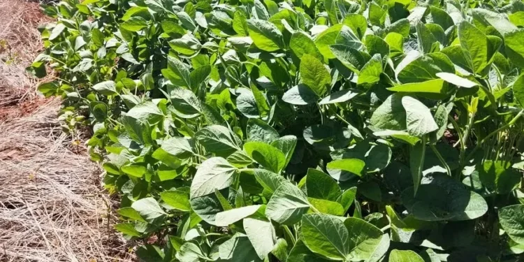Fazenda Consentini, com dívida de R$ 1,2 bi, plantava soja e outros grãos — Foto: Marcelo Beledeli/Globo Rural