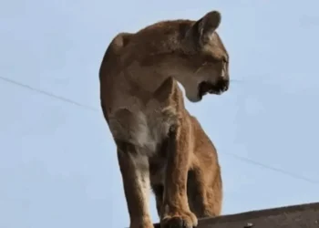Morador se assusta com onça-parda em telhado de casa no Paraná