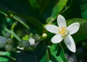 Clima coloca o recém-iniciado período de floração das laranjeiras em uma situação de risco — Foto: ededchechine/Freepik