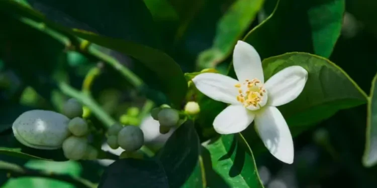 Clima coloca o recém-iniciado período de floração das laranjeiras em uma situação de risco — Foto: ededchechine/Freepik