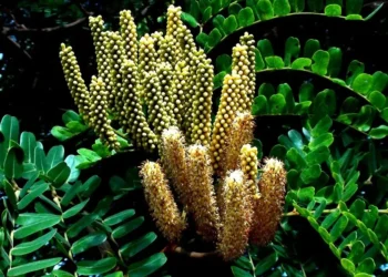 Chá anti-inflamatório melhora digestão e fortalece imunidade