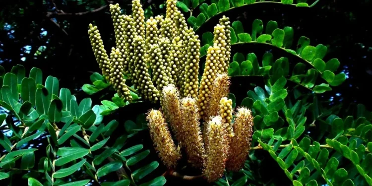 Foto: Oscar Yoshinori Toyofuku/Getty Images