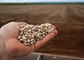 Plantio da primeira safra 2025/26 brasileira de feijão já somava 12,8% da área prevista — Foto: Wenderson Araújo / CNA