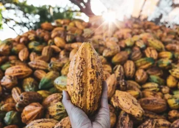 Nova temporada do cacau deve registrar um superávit de 239 mil toneladas, segundo a StoneX — Foto: Getty Images