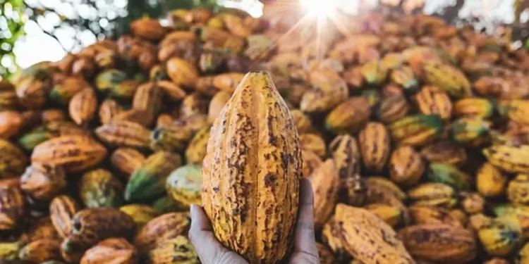 Nova temporada do cacau deve registrar um superávit de 239 mil toneladas, segundo a StoneX — Foto: Getty Images