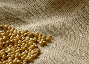grãos de soja - sementes de soja — Foto: Arquivo/Embrapa Cerrados