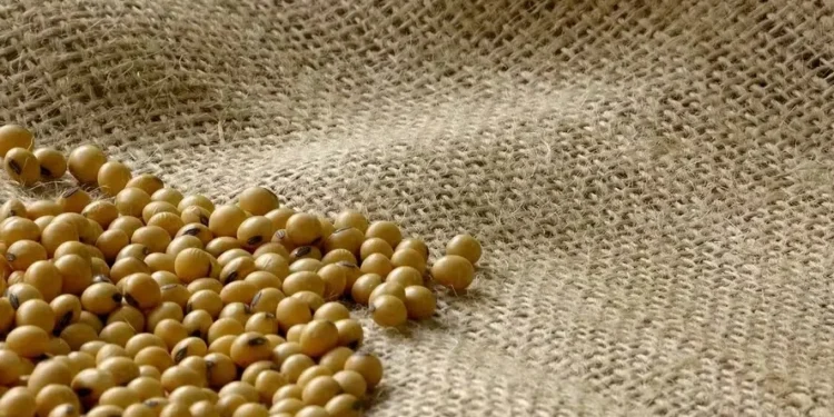 grãos de soja - sementes de soja — Foto: Arquivo/Embrapa Cerrados