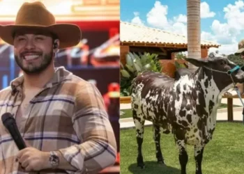 Murilo Huff fatura com criação de gado Nelore — Foto: Arquivo Pessoal