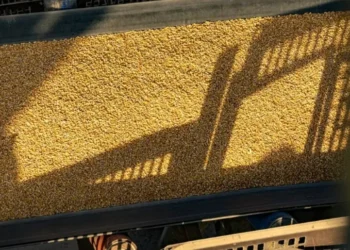 Carga de milho em navio — Foto: Claudio Neves/Portos do Paraná