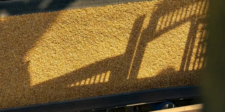 Carga de milho em navio — Foto: Claudio Neves/Portos do Paraná