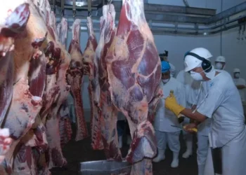 Mesmo com tarifaço, exportação de carne bovina do Brasil bate novo recorde em setembro