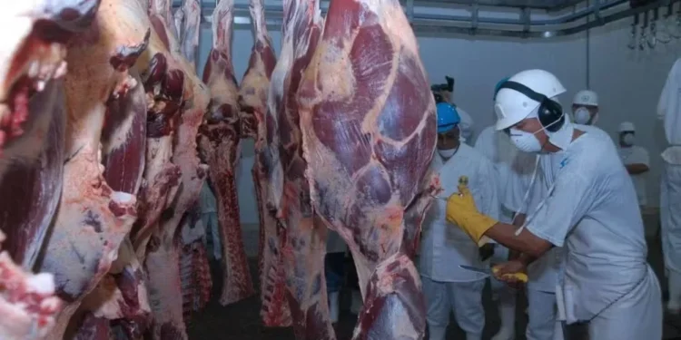 Mesmo com tarifaço, exportação de carne bovina do Brasil bate novo recorde em setembro — Foto: Kleiber Arantes/ Governo do Tocantins