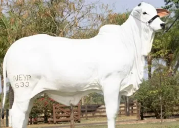 Esfinge FIV Napemo atingiu R$ 3 milhões em valor de mercado antes mesmo de nascer — Foto: Divulgação