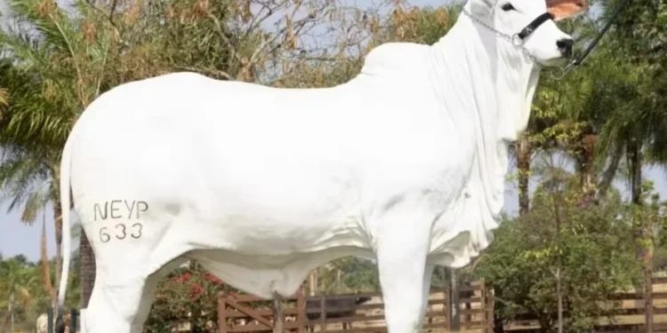 Esfinge FIV Napemo atingiu R$ 3 milhões em valor de mercado antes mesmo de nascer — Foto: Divulgação