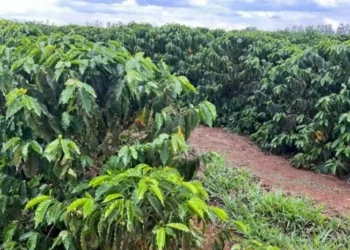 Previsão é de chuvas intensas sobre as lavouras de café brasileiras — Foto: Eliane Silva/Globo Rural