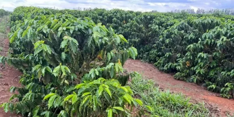 Previsão é de chuvas intensas sobre as lavouras de café brasileiras — Foto: Eliane Silva/Globo Rural