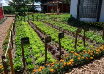 As hortas urbanas e educativas poderão ser implantadas de forma tradicional, em canteiros no solo, ou no modelo mandala, estrutura circular inspirada na permacultura — Foto: William Brisida/Itaipu Binacional
