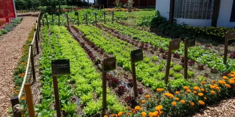 As hortas urbanas e educativas poderão ser implantadas de forma tradicional, em canteiros no solo, ou no modelo mandala, estrutura circular inspirada na permacultura — Foto: William Brisida/Itaipu Binacional
