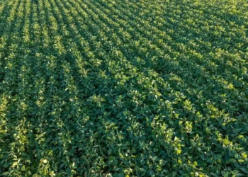 Até 15 de outubro, a tendência de aumento da umidade do solo indica um sinal positivo para o início da safra de verão — Foto: Mauricio Tonetto/SecomRS