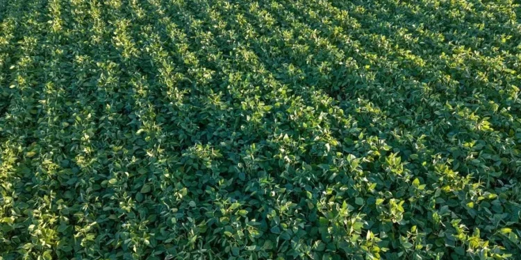 Até 15 de outubro, a tendência de aumento da umidade do solo indica um sinal positivo para o início da safra de verão — Foto: Mauricio Tonetto/SecomRS