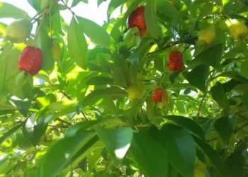 Fruteira é encontrada principalmente em cultivos de pomares caseiros — Foto: Daniel Arruda