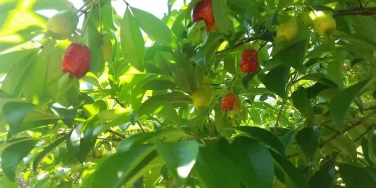 Fruteira é encontrada principalmente em cultivos de pomares caseiros — Foto: Daniel Arruda
