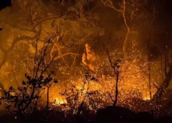 Foto: Fernando Tatagiba/ ICMBio