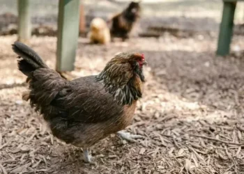 Notificação oficial foi feita no dia 6 de outubro e encaminhada à Organização Mundial de Saúde Animal — Foto: Pexels