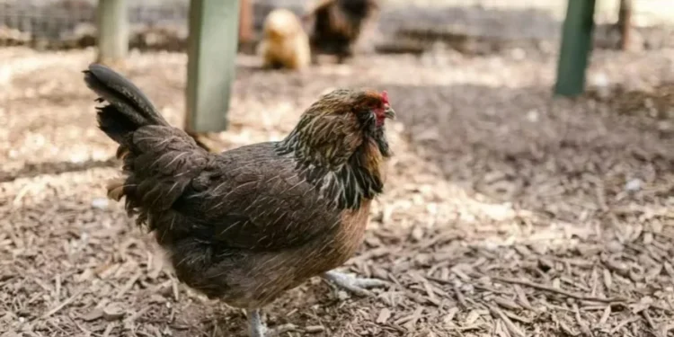 Notificação oficial foi feita no dia 6 de outubro e encaminhada à Organização Mundial de Saúde Animal — Foto: Pexels