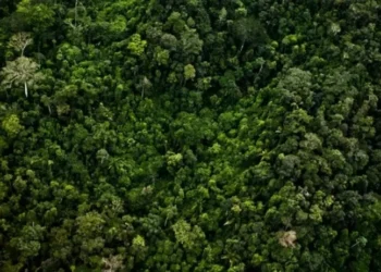 Área potencial envolve 61 terras indígenas de Mato Grosso, Tocantins e Maranhão — Foto: Globo Rural
