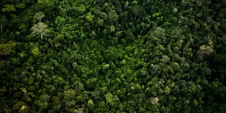 Área potencial envolve 61 terras indígenas de Mato Grosso, Tocantins e Maranhão — Foto: Globo Rural