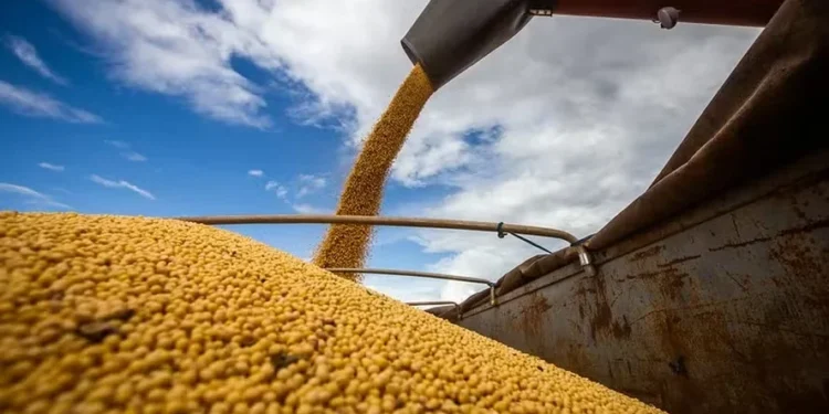 Conab estima uma colheita de 177,6 milhões de toneladas de soja, novo recorde — Foto: Wenderson Araujo/CNA