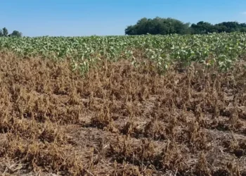 Não está de fato uma situação boa, ninguém desejava isso, mas há a questão orçamentária e nós fomos atingidos também', disse Wilson Waz sobre verba do seguro rural — Foto: Felipe Bieger/Arquivo pessoal
