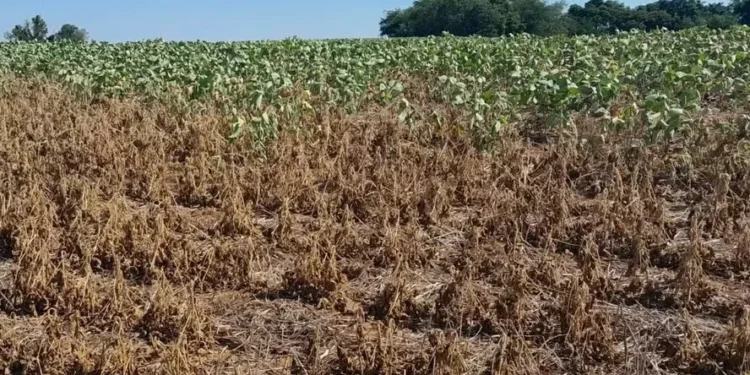 Não está de fato uma situação boa, ninguém desejava isso, mas há a questão orçamentária e nós fomos atingidos também', disse Wilson Waz sobre verba do seguro rural — Foto: Felipe Bieger/Arquivo pessoal