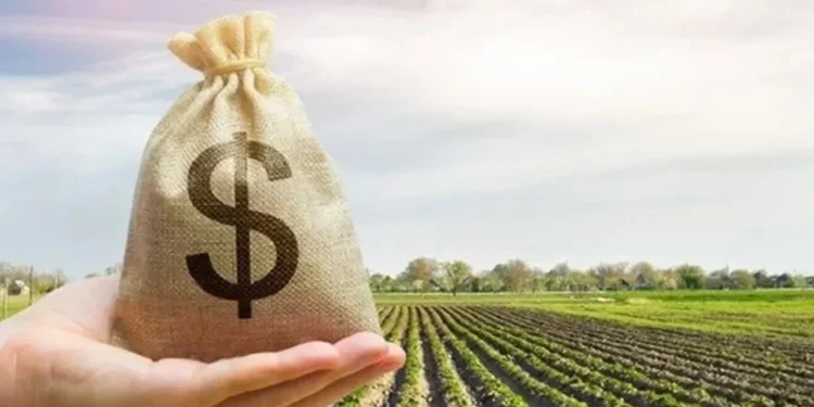 Número total de contratos de empréstimo caiu 16%. Entre grandes produtores, a queda foi de 48%, e entre os médios, de 30% — Foto: Globo Rural