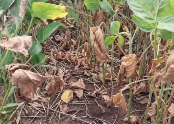 Renegociação é voltada a produtores afetados por adversidades climáticas — Foto: Leonardo Soprano/Arquivo pessoal