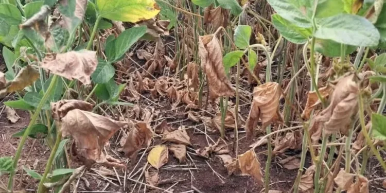 Renegociação é voltada a produtores afetados por adversidades climáticas — Foto: Leonardo Soprano/Arquivo pessoal