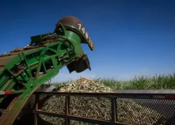 milhões de toneladas de cana-de-açúcar na segunda quinzena de setembro — Foto: Wenderson Araújo/CNA