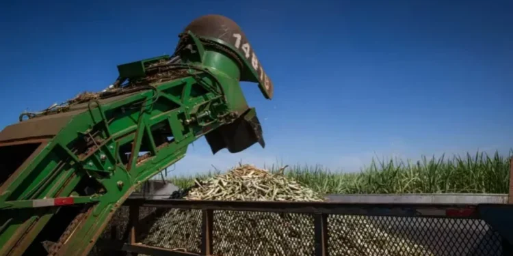 milhões de toneladas de cana-de-açúcar na segunda quinzena de setembro — Foto: Wenderson Araújo/CNA