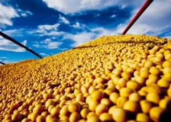 Preço da soja subiu no Porto de Paranaguá — Foto: R.R. Rufino/Embrapa