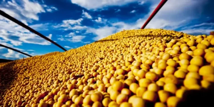 Preço da soja subiu no Porto de Paranaguá — Foto: R.R. Rufino/Embrapa