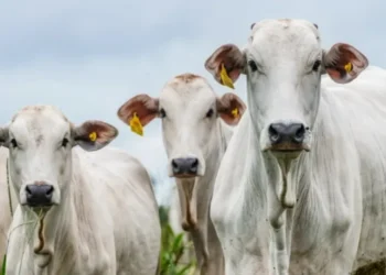 Oferta de bovinos, embora ainda suficiente para atender à demanda, diminuiu em relação ao final de setembro e início de outubro — Foto: Marcus Mesquita/Divulgação