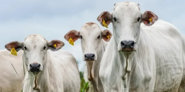Oferta de bovinos, embora ainda suficiente para atender à demanda, diminuiu em relação ao final de setembro e início de outubro — Foto: Marcus Mesquita/Divulgação