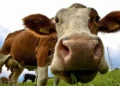 Por que o preço mundial da carne bateu recorde enquanto os do leite e do açúcar caem