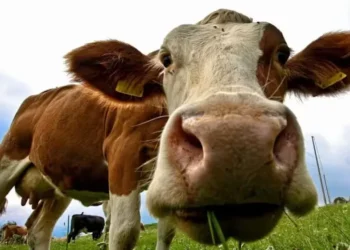 Por que o preço mundial da carne bateu recorde enquanto os do leite e do açúcar caem
