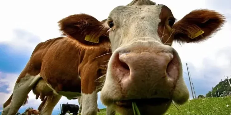O índice mundial do preço da carne subiu em 10% este ano — Foto: Getty Images via BBC