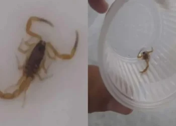 Foto: Repórter do Topmídia News