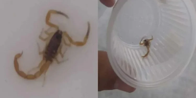 Foto: Repórter do Topmídia News